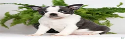 Boston Terrier dogs for sale: Kathy - Ad 1