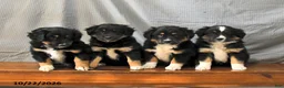 Miniature Australian Shepherd dogs for sale: Lady - Ad 5