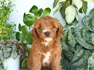 Cavapoo dogs for sale: Liberty - Ad 1