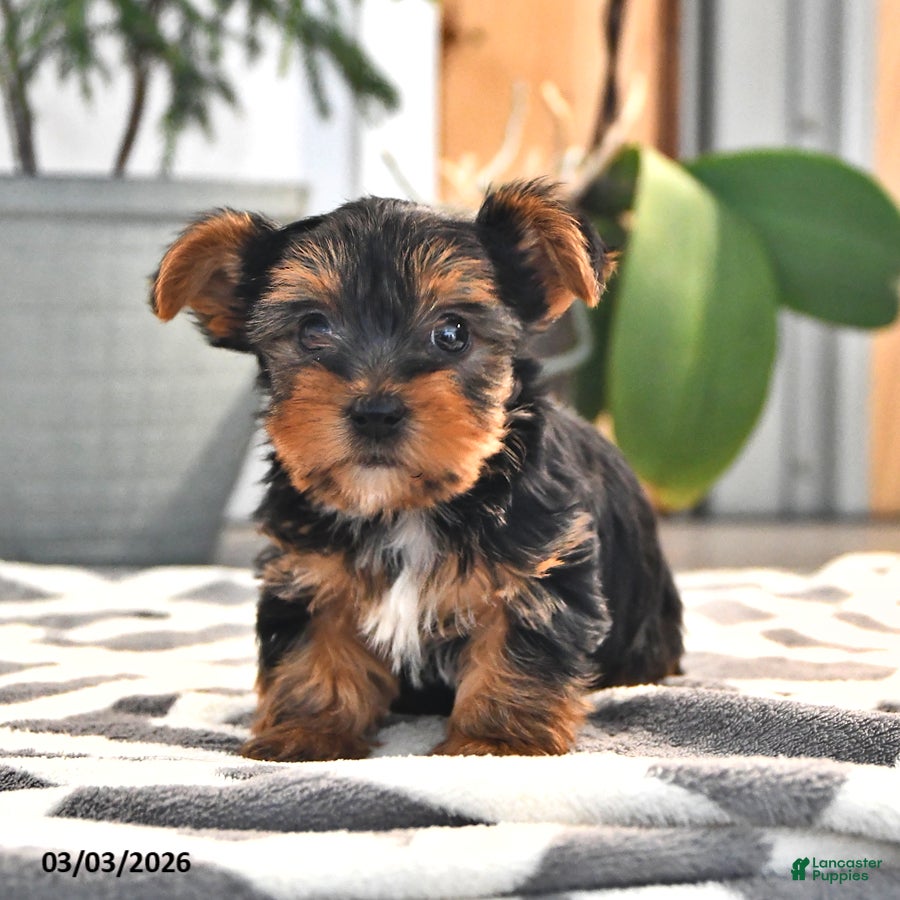 Yorkshire Terrier dogs Wilson - Ad 2