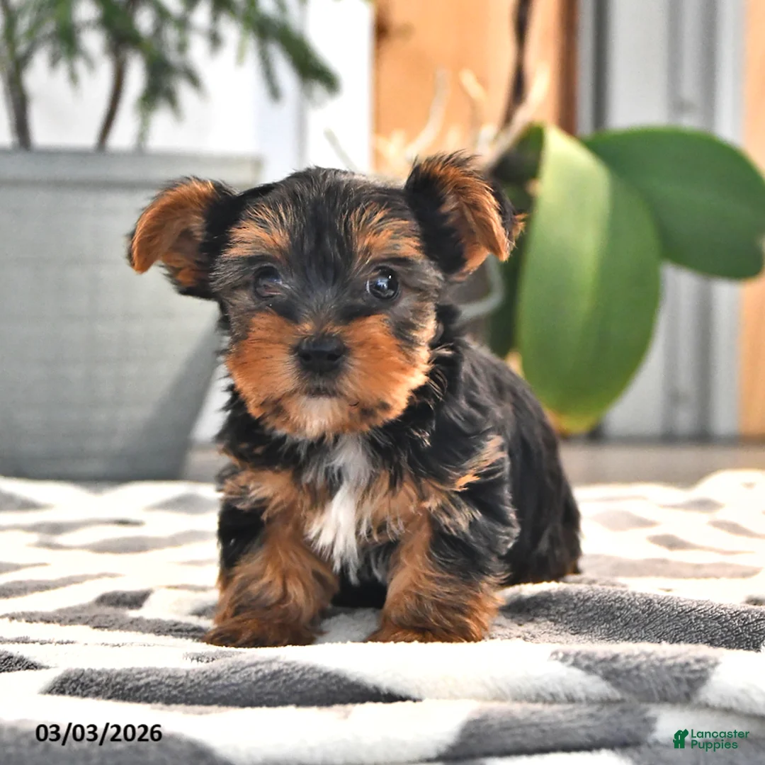 Yorkshire Terrier dogs for sale: Wilson - Ad 2