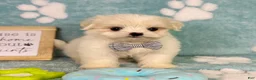 Malshi dogs for sale: Teddy - Ad 6
