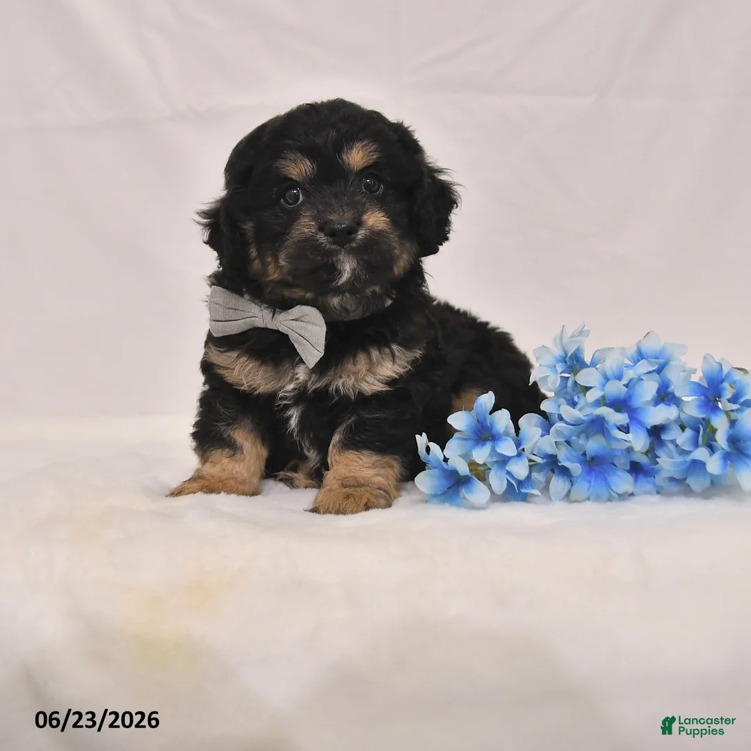 Cavapoo dogs for sale: Noah - Ad 1
