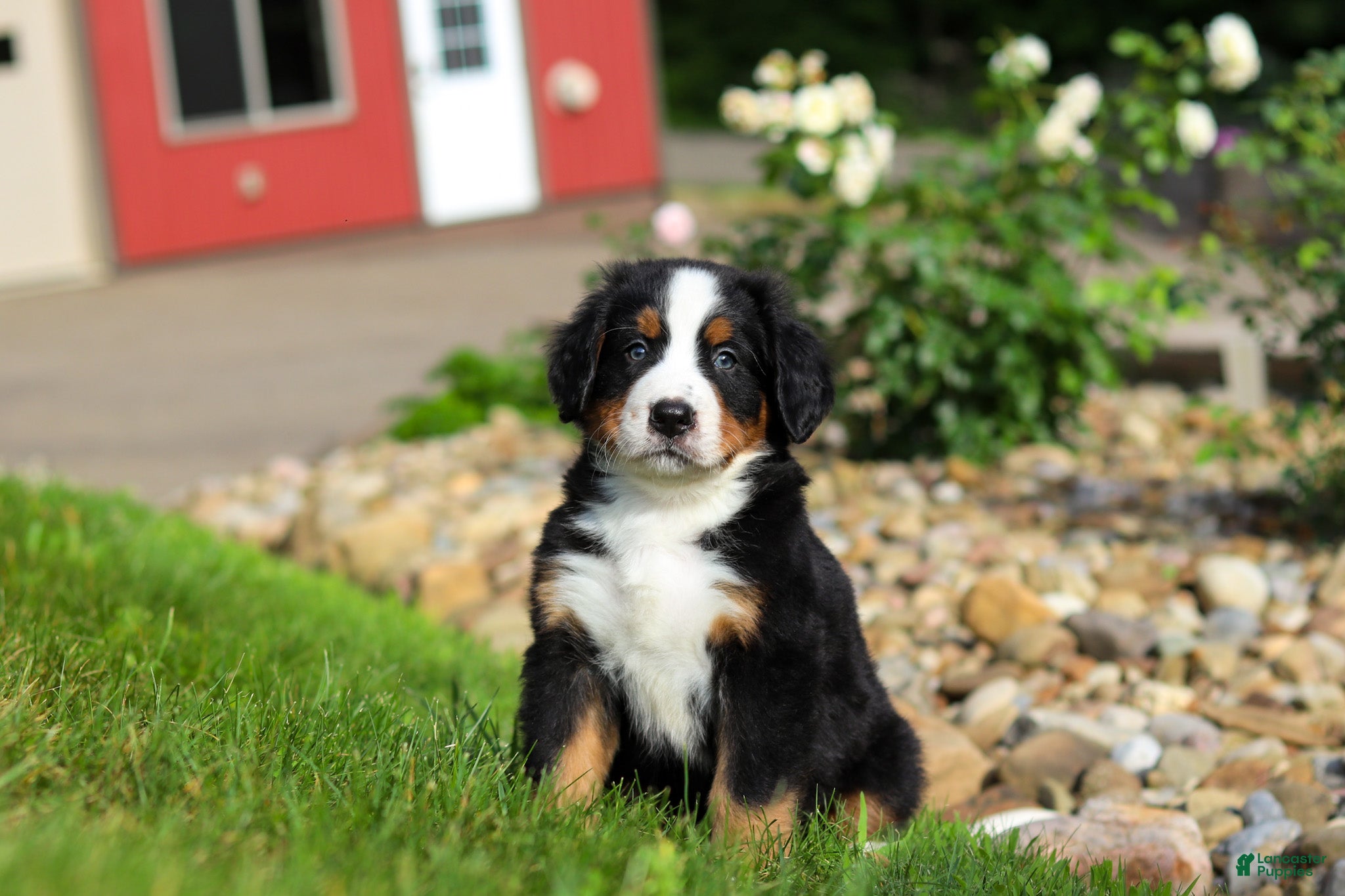 Bernese Mountain Dog dogs Jordan  - Ad 2