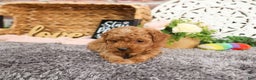 Mini Goldendoodle dogs for sale: Mary - Ad 4