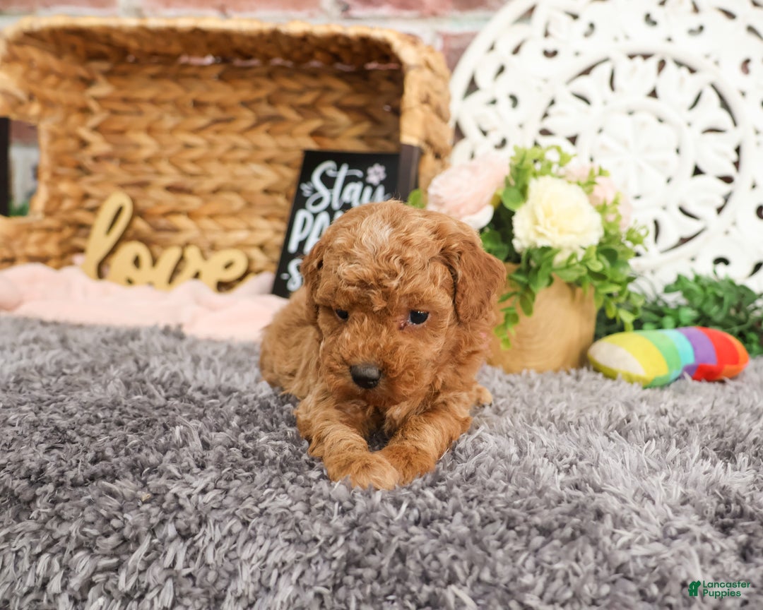 Mini Goldendoodle dogs for sale: Mary - Ad 4
