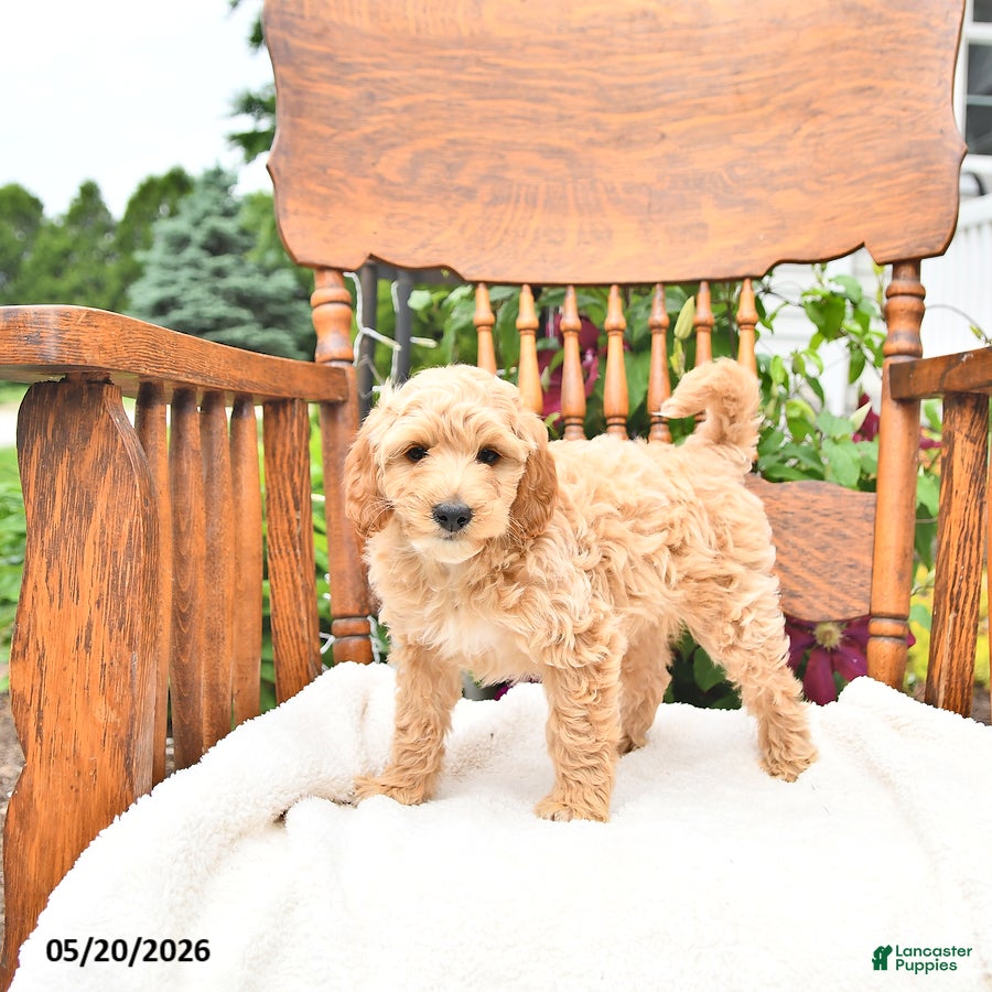 Mini Goldendoodle dogs Ryan - Ad 2