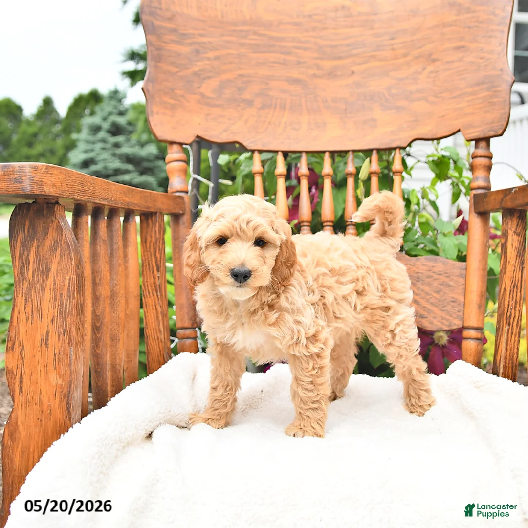 Mini Goldendoodle dogs for sale: Ryan - Ad 2