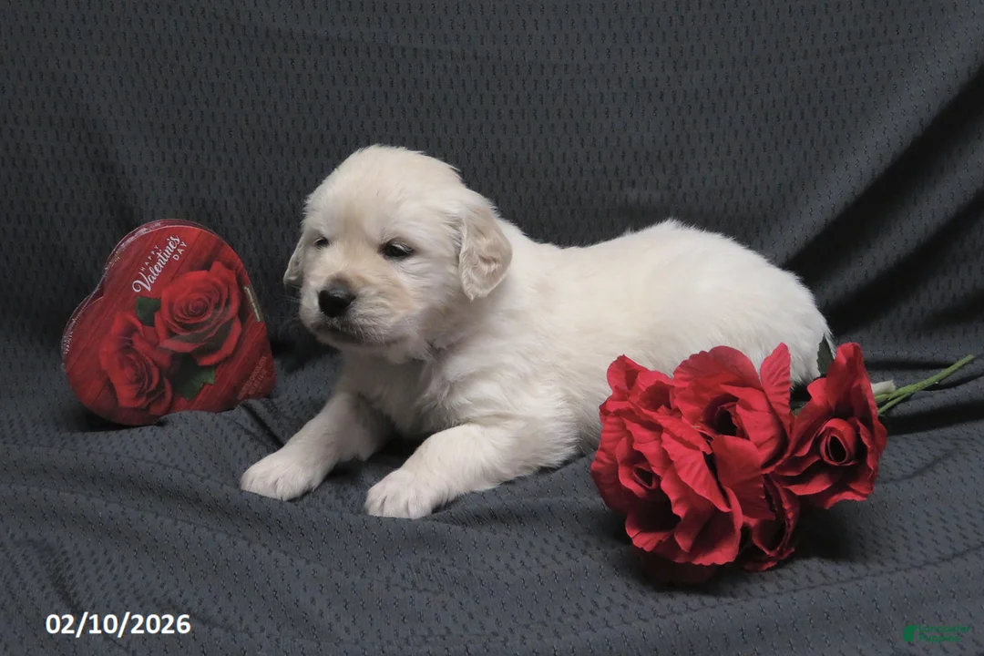 Golden Retriever dogs for sale: Buster - Ad 7