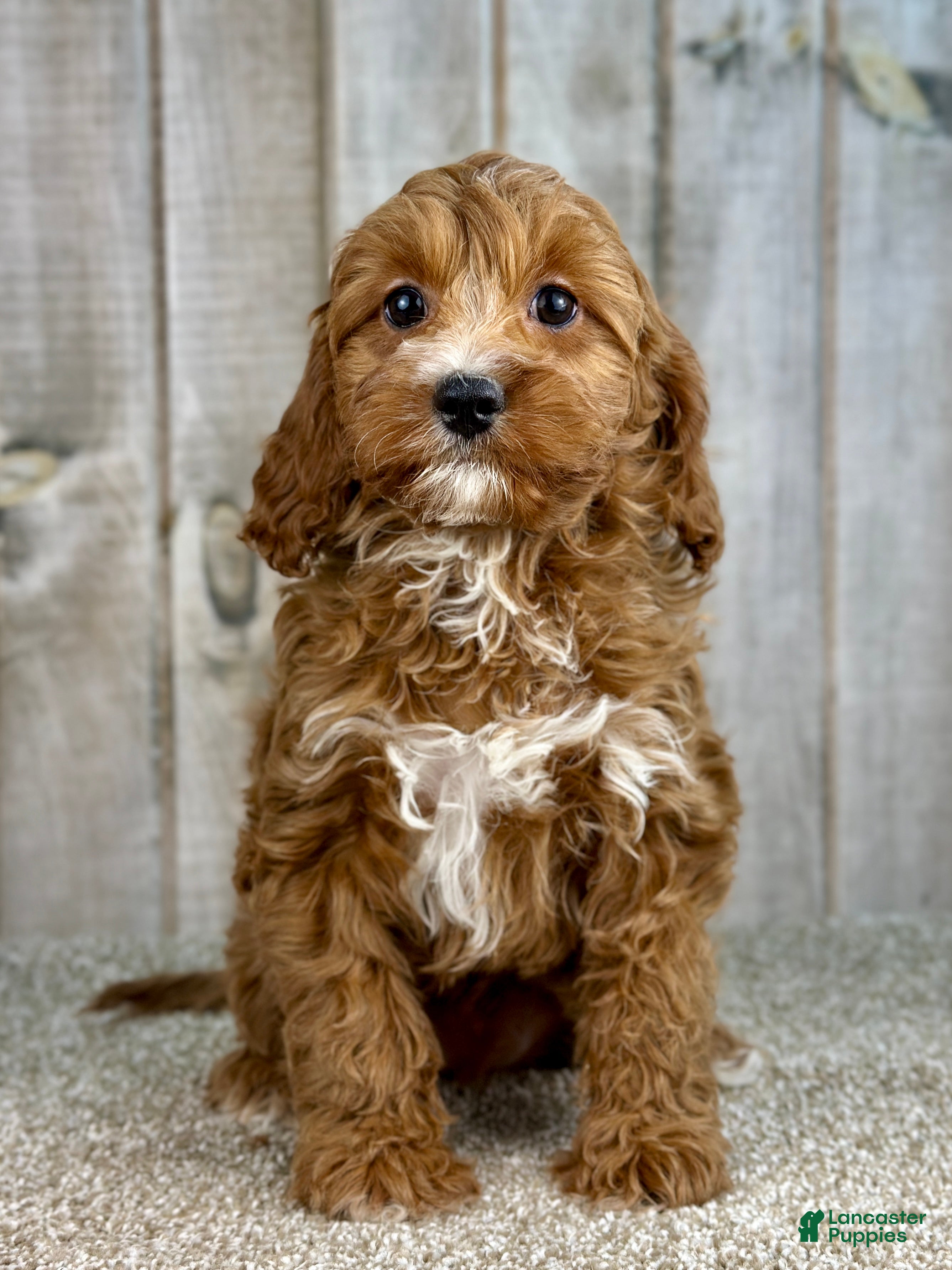 Cavapoo dogs Girl Dotty - 4936 - Ad 13