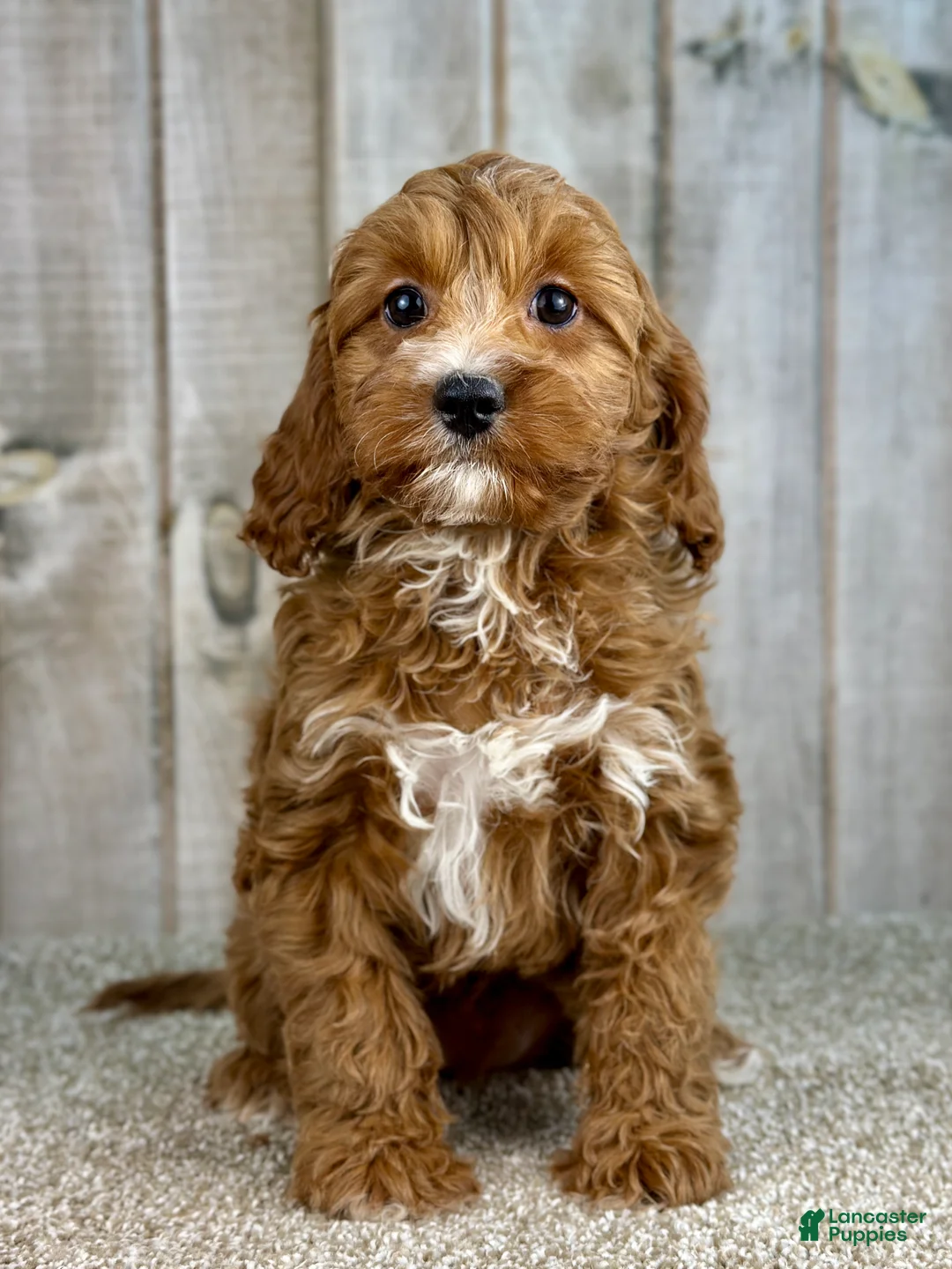 Cavapoo dogs for sale: Girl Dotty - 4936 - Ad 1