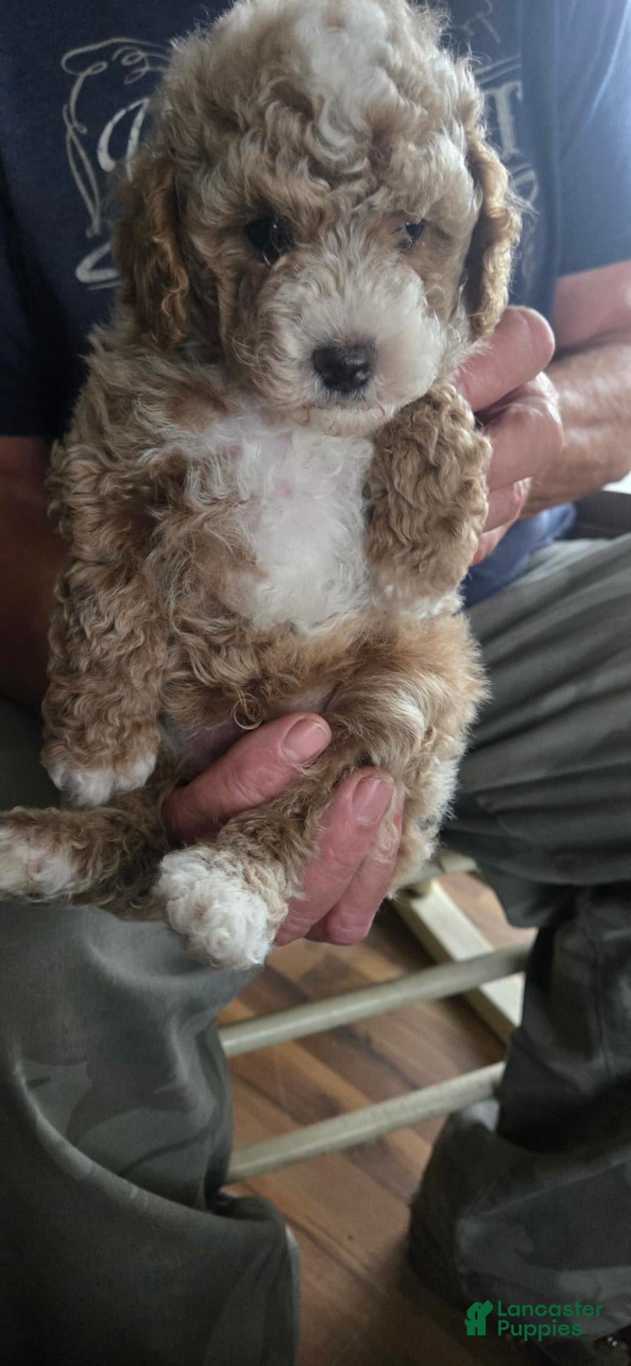 Toy Poodle dogs Jack - Ad 1