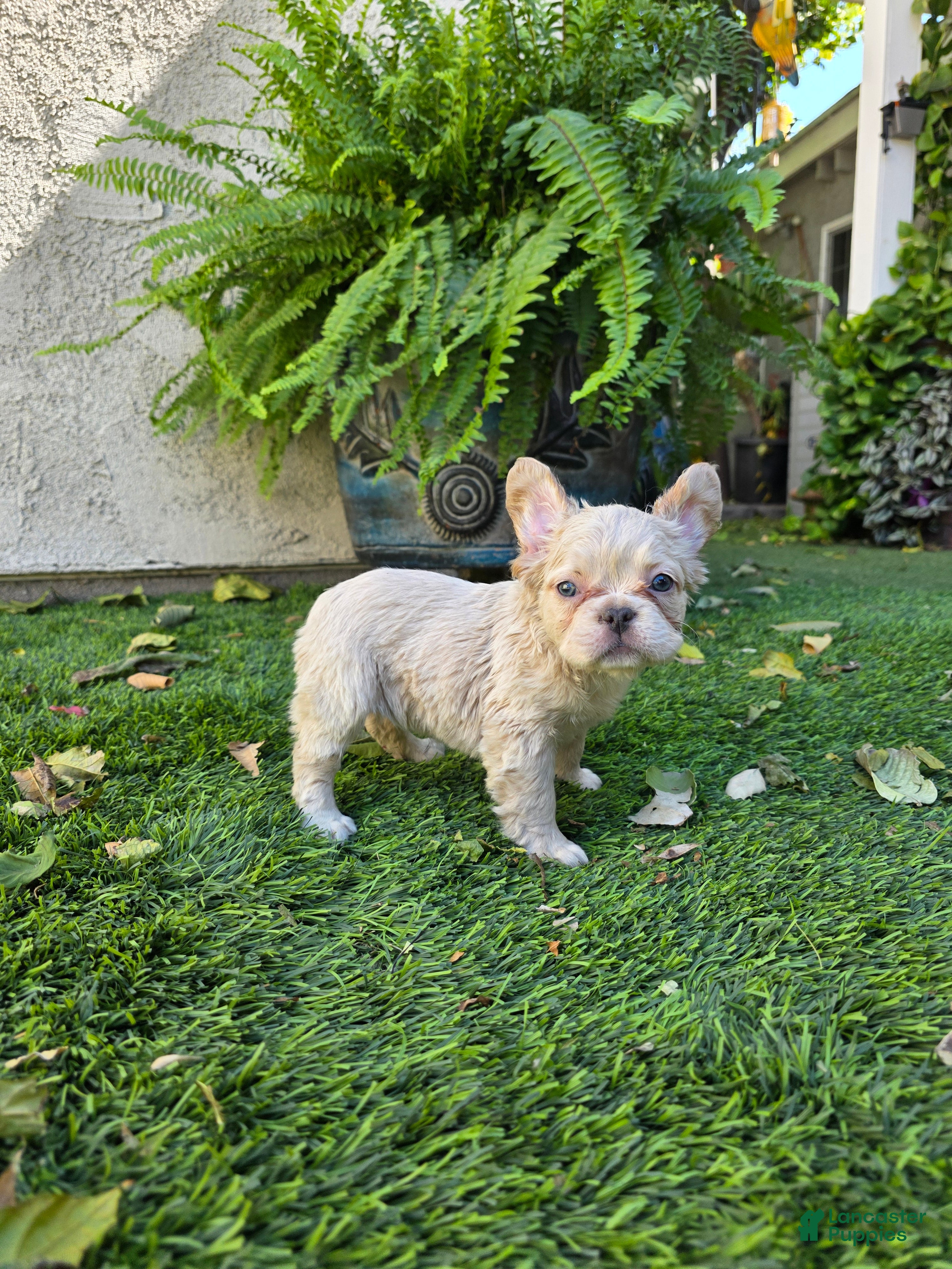 French Bulldog dogs French Bulldog Puppy 1 - Ad 2