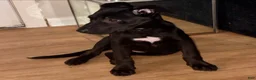 Mixed Breed dogs for sale: Pairs - Ad 2