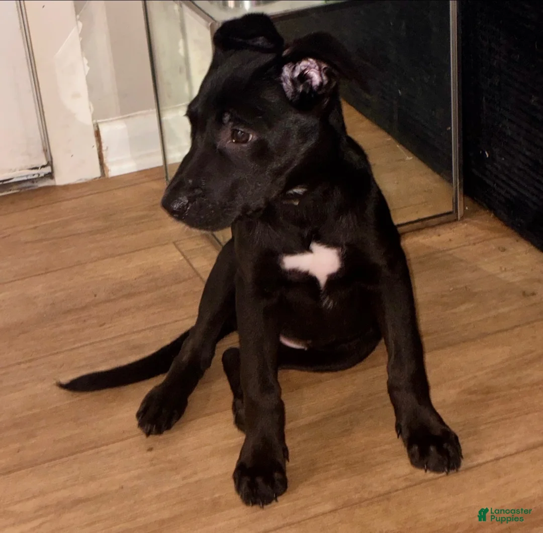 Mixed Breed dogs for sale: Pairs - Ad 2