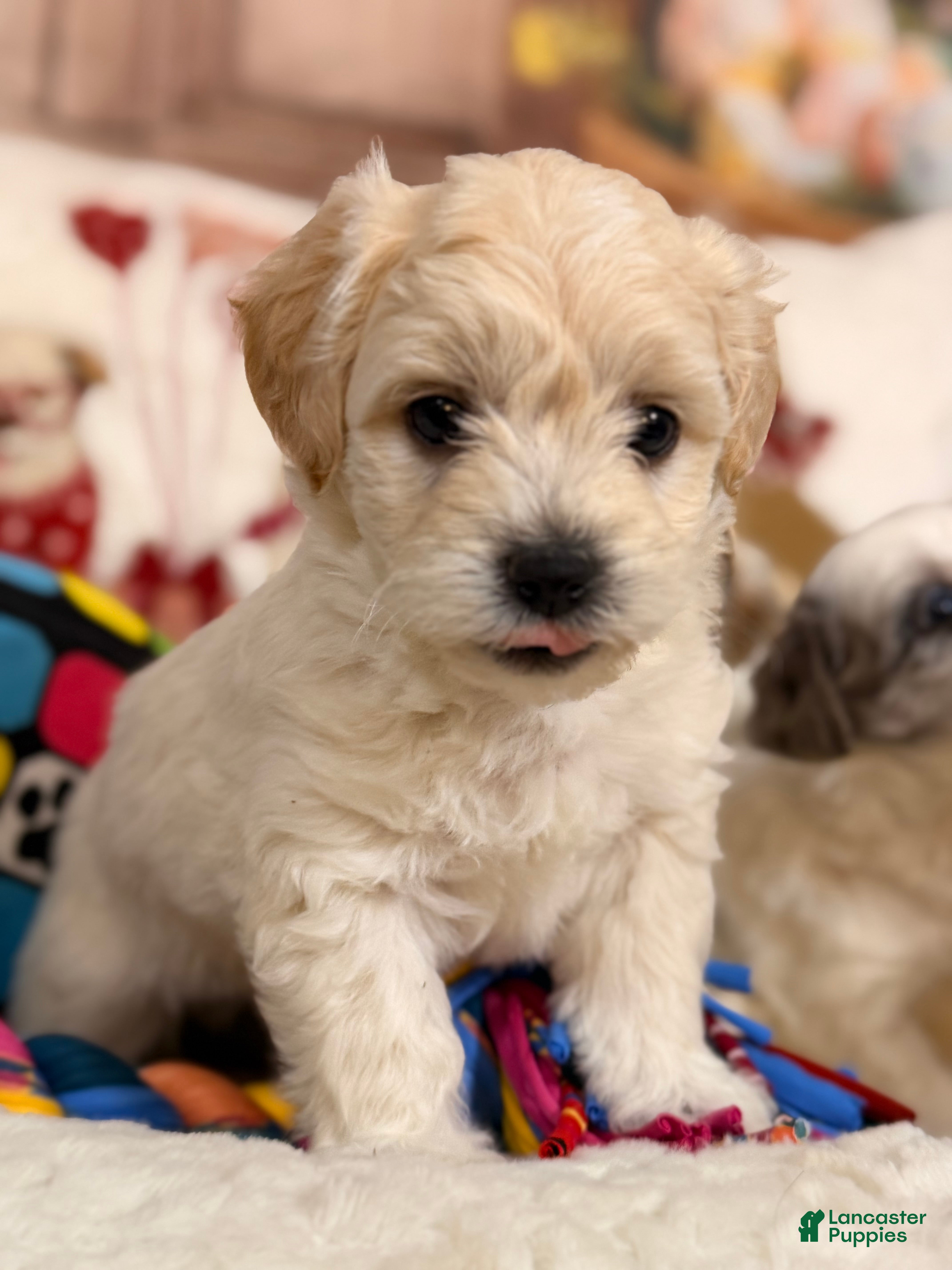 Mixed Breed dogs Mocha - Ad 7