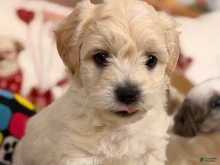 Mixed Breed dogs Mocha - Ad 7