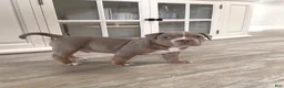 American Bully dogs for sale: American Bully Puppy 5 - Ad 10