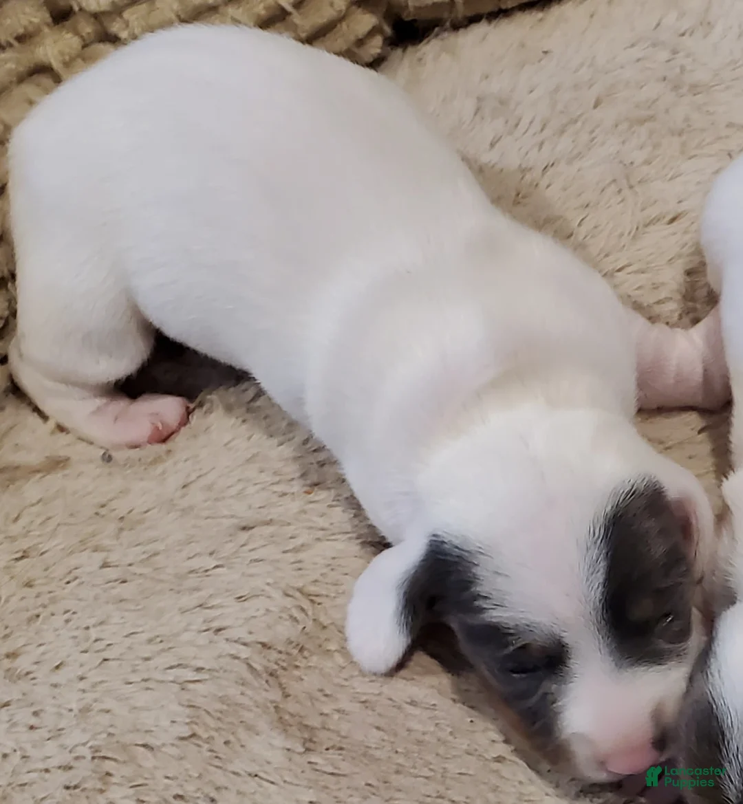 Miniature Dachshund dogs for sale: Miniature Dachshund 1 - Ad 2