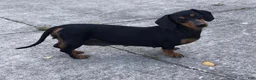 Miniature Dachshund dogs for sale: Twinkle - Ad 7