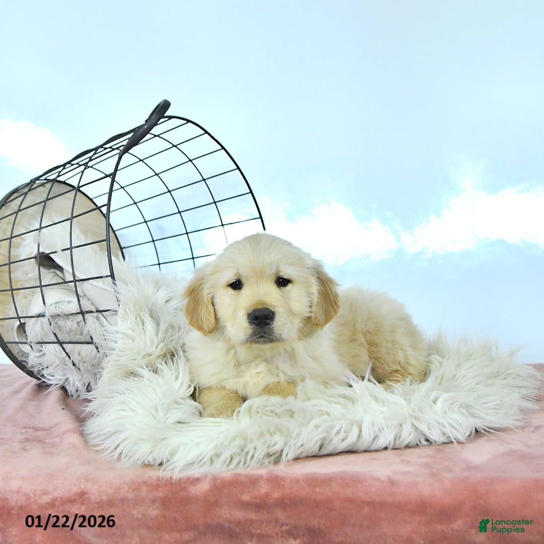 Golden Retriever dogs for sale: Milo - Ad 3