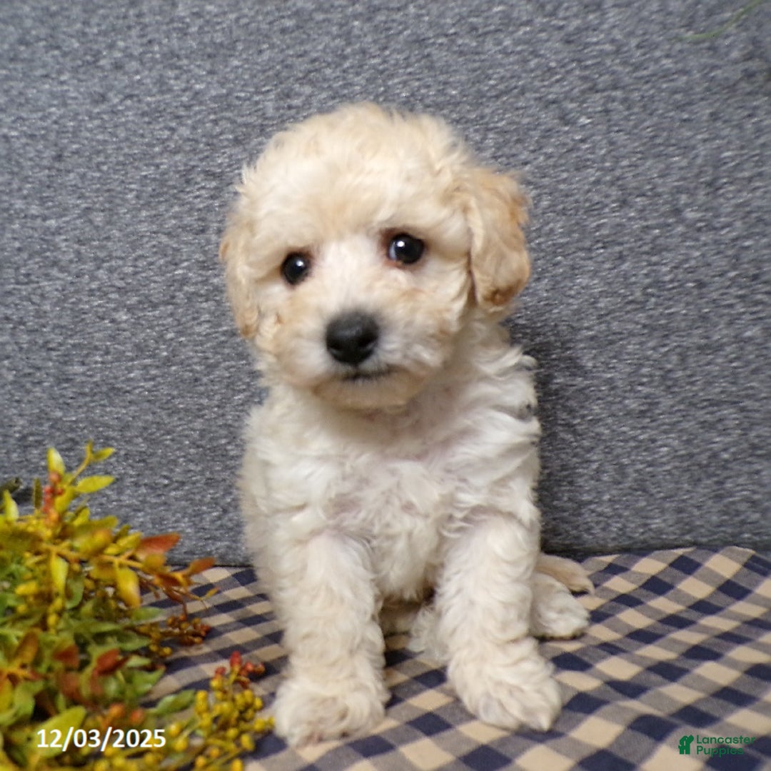 Bichpoo dogs for sale: Tyler - Ad 4