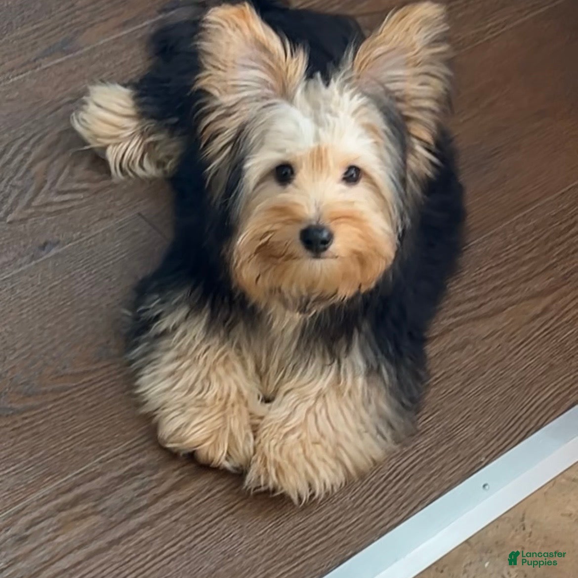 Chorkie dogs Chorkie Puppy 1 - Ad 3