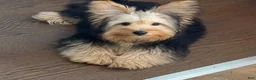 Chorkie dogs for sale: Chorkie Puppy 1 - Ad 1