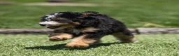 Bernedoodle dogs for sale: Crew Bernedoodle Puppy  - Ad 5