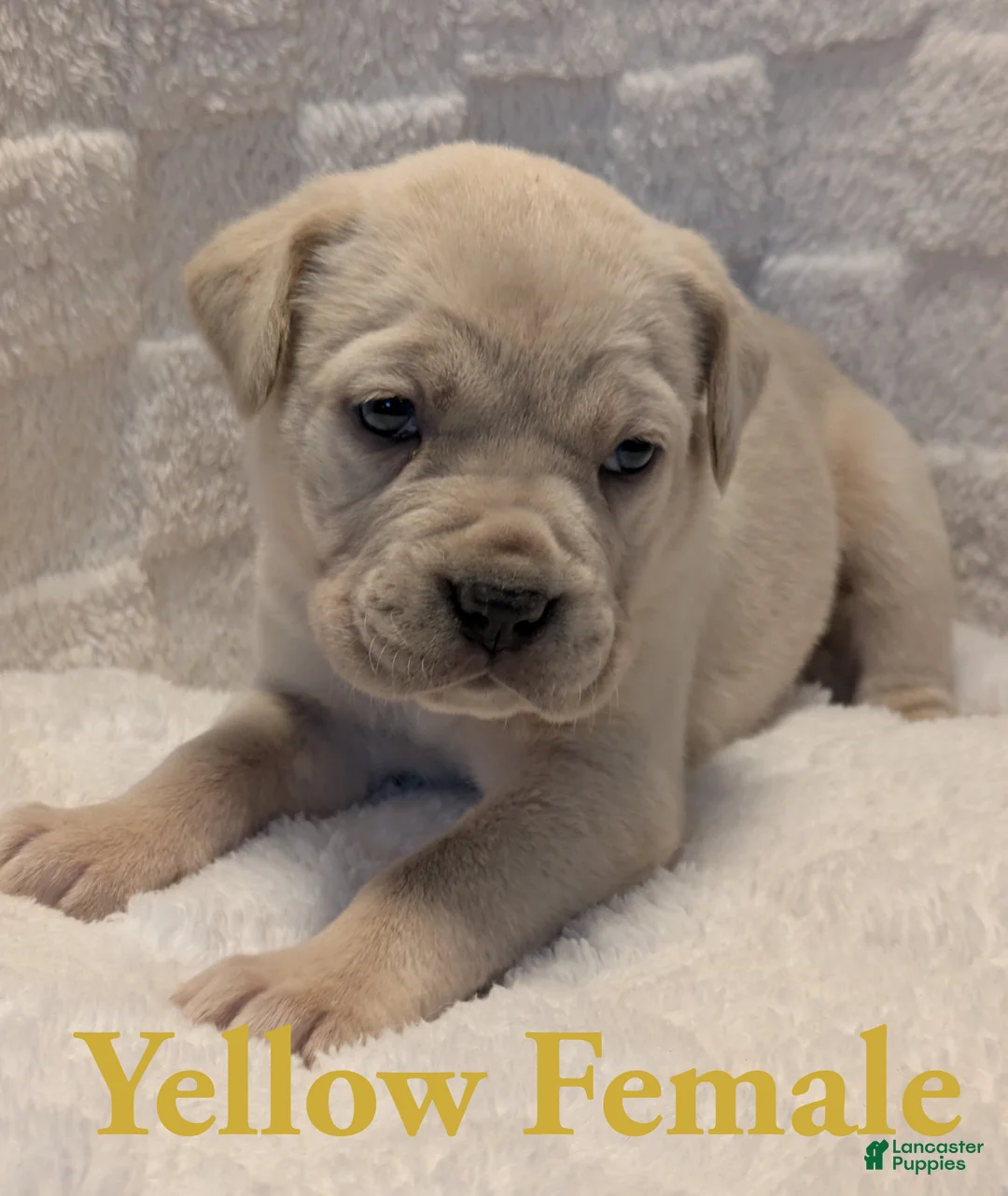 Cane Corso dogs for sale: Yellow  - Ad 2