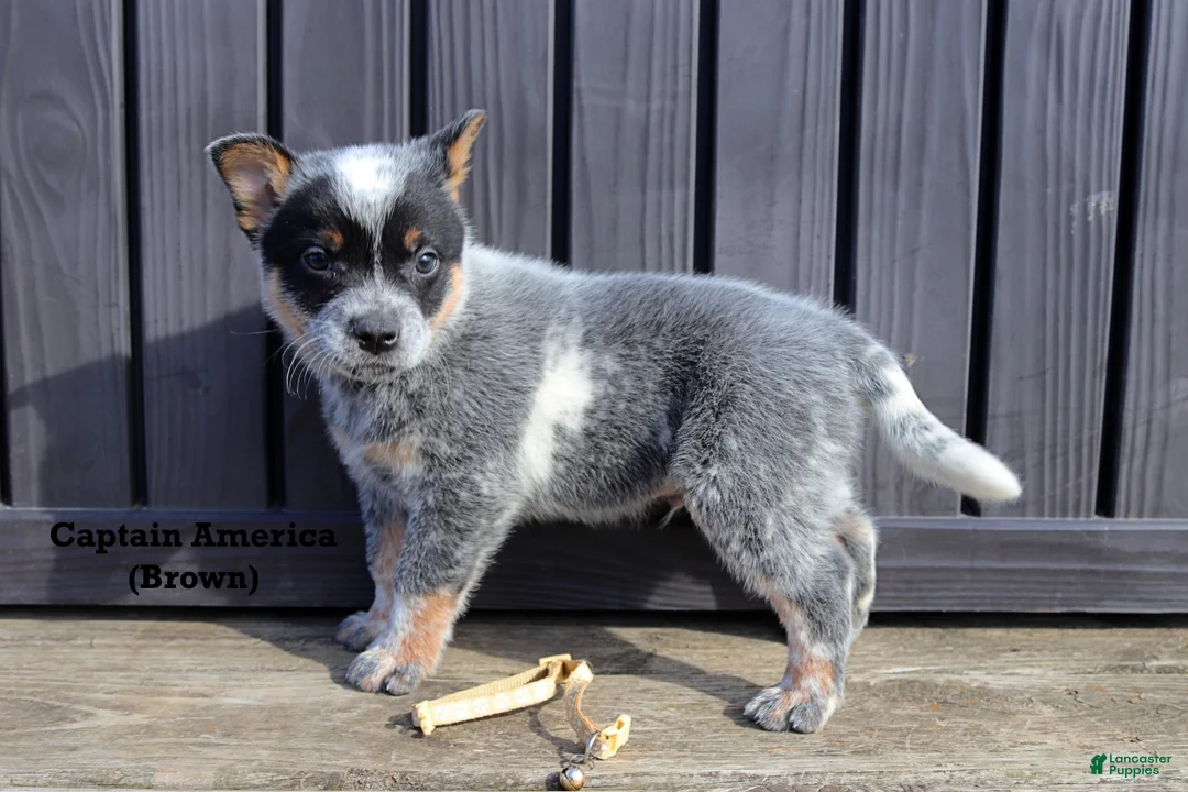 Australian Cattle Dog dogs for sale: Captain America - Ad 1