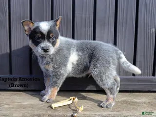 Australian Cattle Dog dogs for sale: Captain America - Ad 2