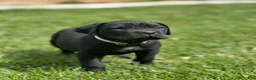 Cane Corso dogs for sale: Riley - Ad 1