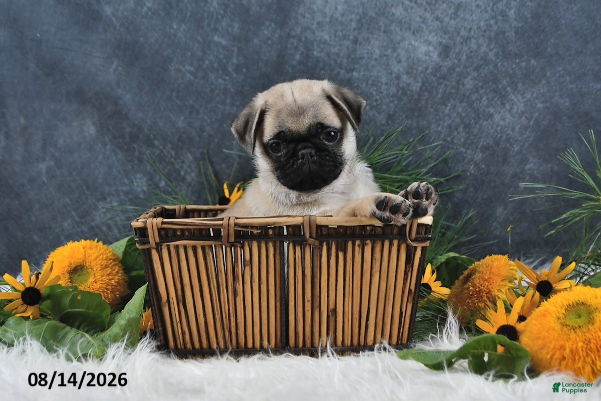 Pug dogs Logan - Ad 1