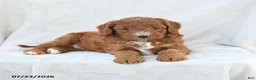 Mini Goldendoodle dogs for sale: Pearl - Ad 4