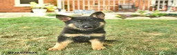 German Shepherd dogs for sale: Twinkle  - Ad 4