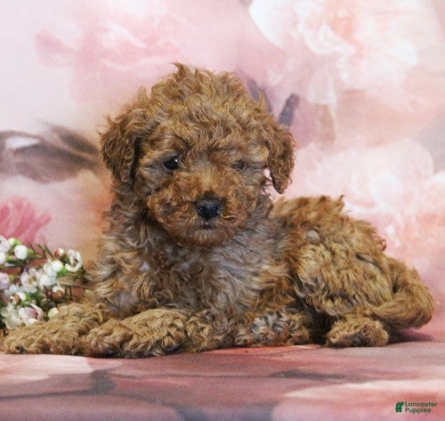 Toy Poodle dogs Winnie - Ad 2