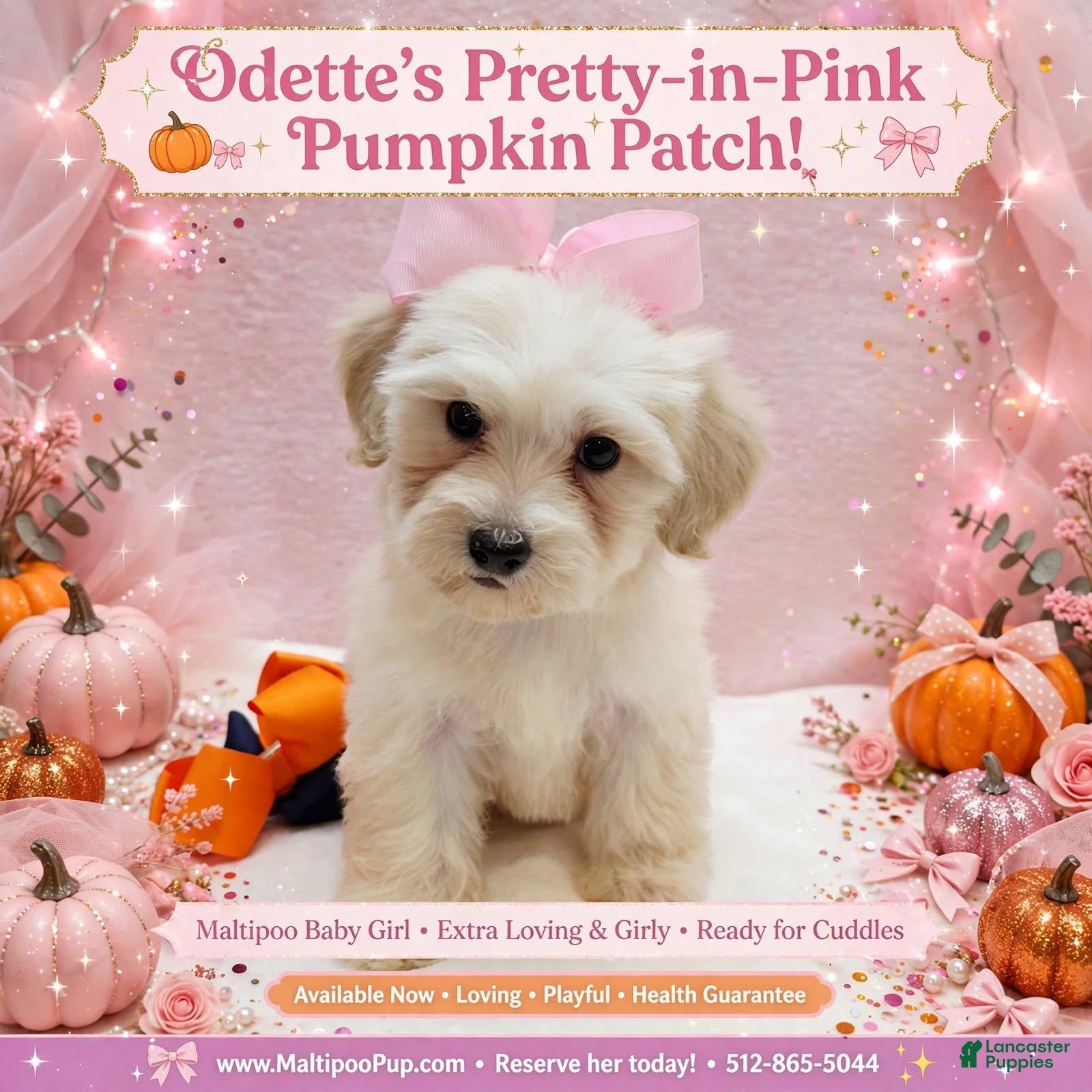 Maltipoo dogs Odette - Ad 22