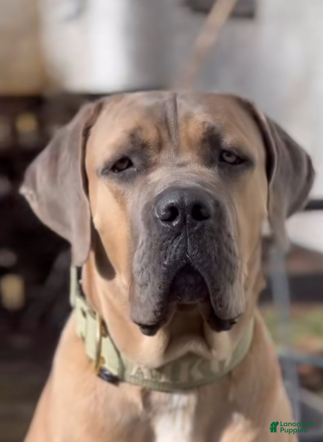 Cane Corso dogs for sale: Cane Corso Puppy 2 - Ad 2