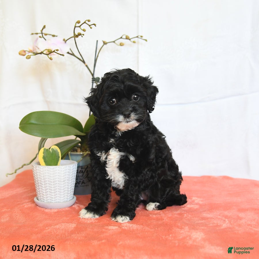 Cavapoo dogs for sale: Rosie - Ad 1