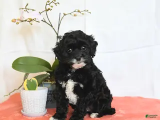 Cavapoo dogs Rosie - Ad 10