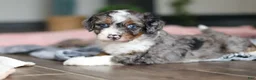 Mini Bernedoodle dogs for sale: Dylan - Ad 4