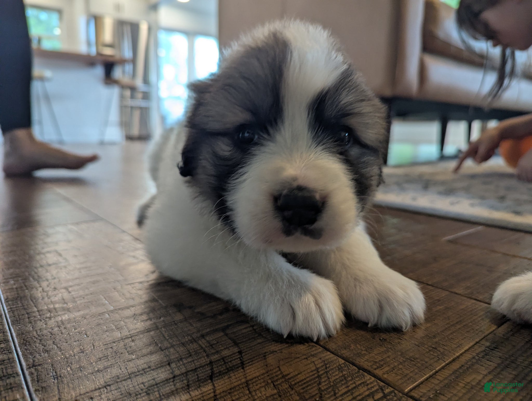 Great Pyrenees dogs Great Pyrenees Puppy - Ad 2