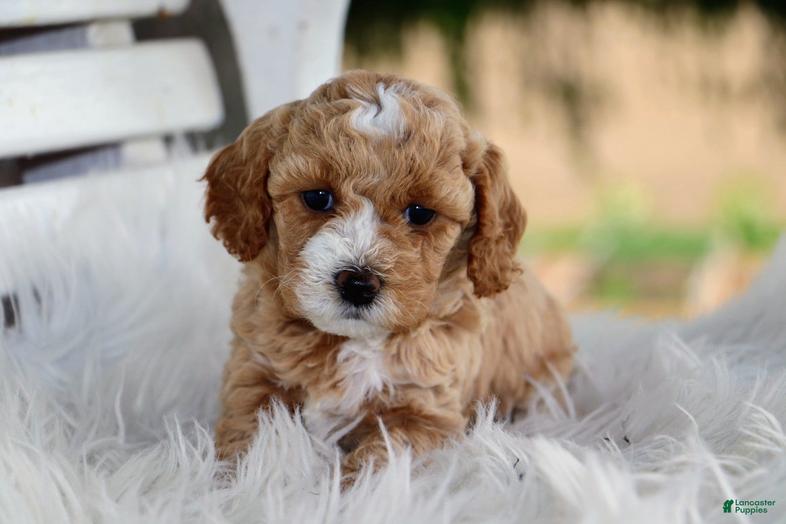 Mixed Breed dogs for sale: Khloe - Ad 1
