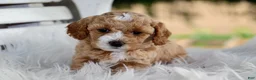 Mixed Breed dogs for sale: Khloe - Ad 1