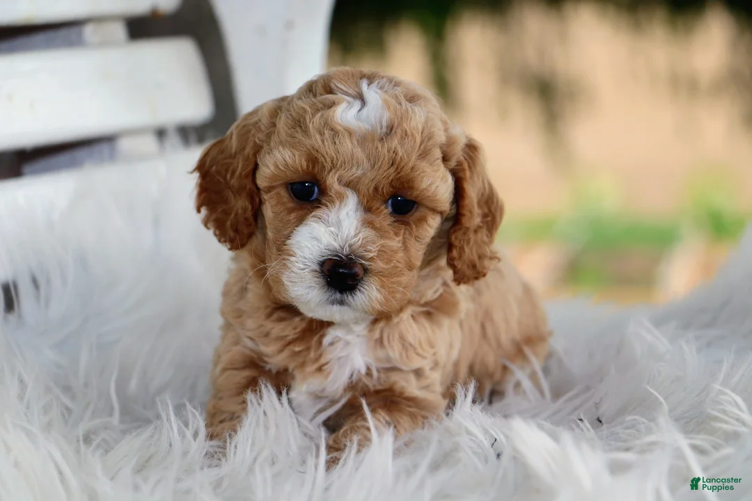 Mixed Breed dogs for sale: Khloe - Ad 1