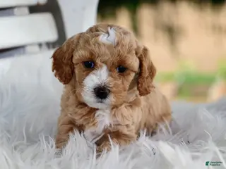 Mixed Breed dogs for sale: Khloe - Ad 1
