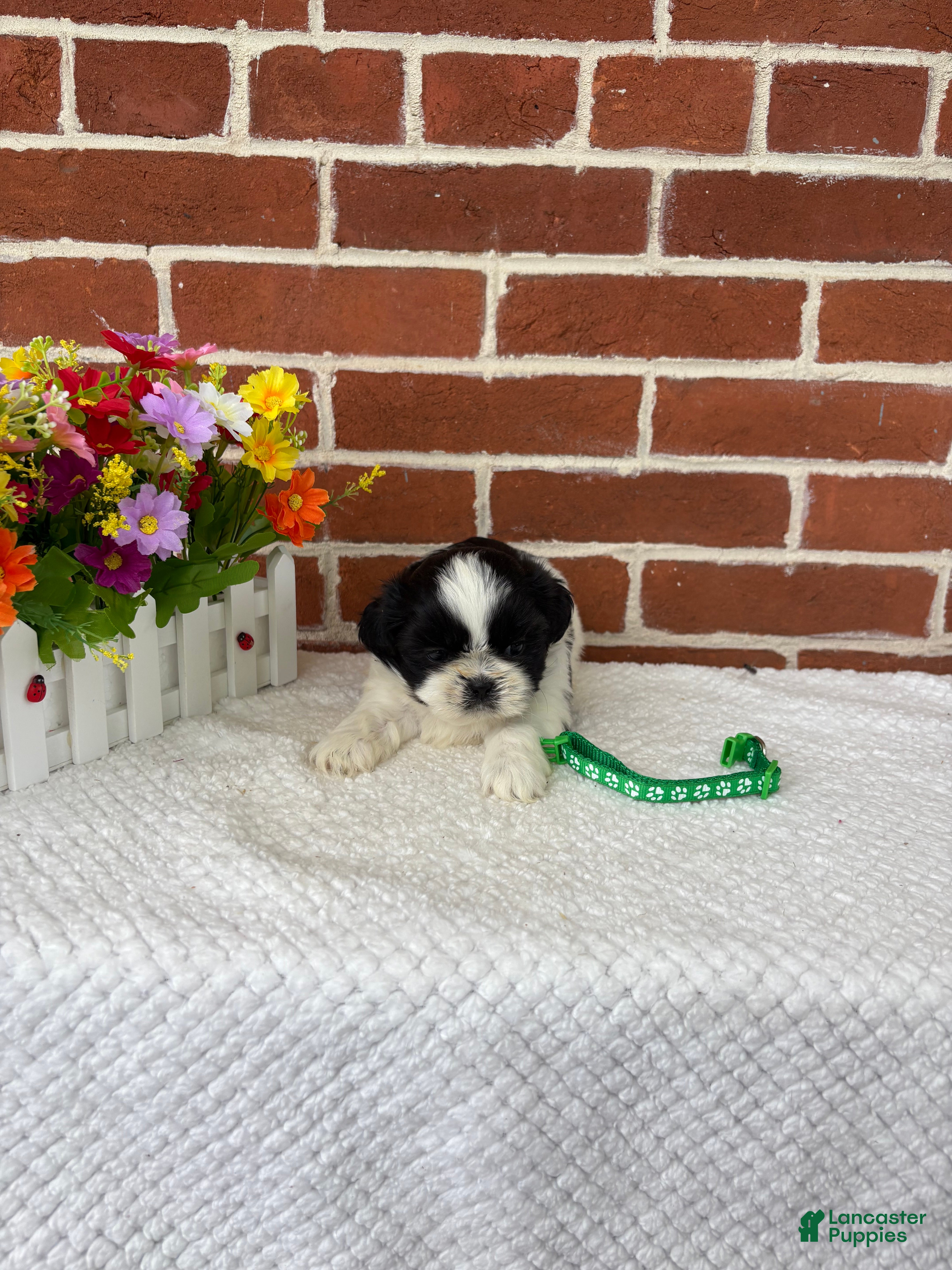 Shih Tzu dogs for sale: Louie - Ad 2