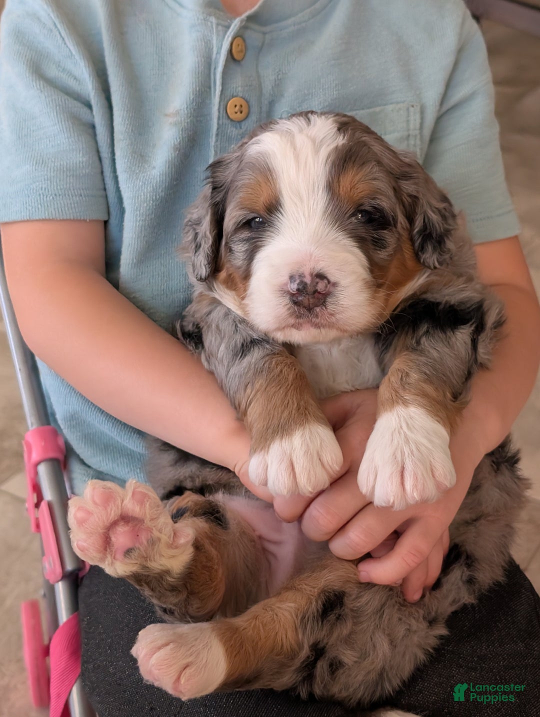 Mini Bernedoodle dogs for sale: Mini Baker  - Ad 9