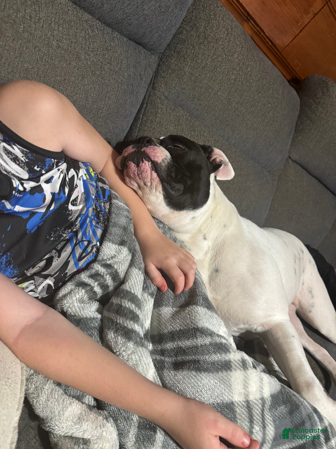 American Bulldog dogs for sale: Bella - Ad 8